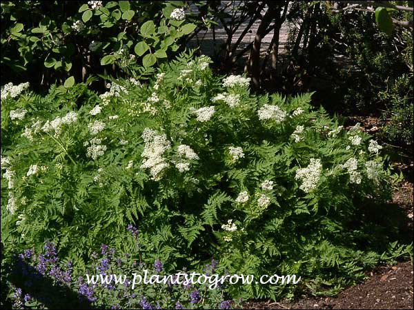 This plant is tucked in the corner of one of the gardens.  I have watch it grow for over a decade.  I like the ferny foliage and clear white flowers that are followed by the ornamental seeds and seed pods.